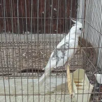 عروس هلندی لبینو نر