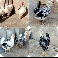 تعدادی مرغ و خروس گلین اصل|حیوانات مزرعه|کرج, مجتمع صنفی صنعتی|دیوار