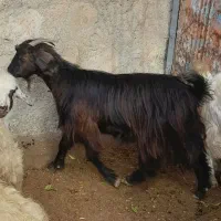 یه عدد تیشک و دوتا بزغاله شیری