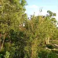 باغ ۶۰۰ متری بخش خضراباد