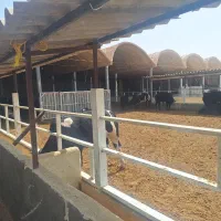 کارکرگاوداری