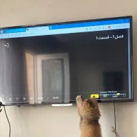 تلویزیون ال ای دی اسنوا 50 اینچ ساده