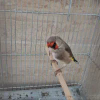 فروش یک عدد سهره دوسال قفس به شرط