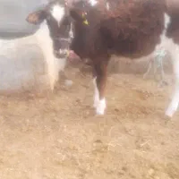 یک گوساله دورگ