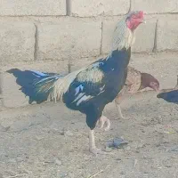 خروس جاوا|حیوانات مزرعه|ایرانشهر, |دیوار