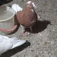 کبوتر