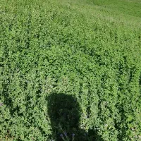 یونجه چین 2و3 خالص|لوازم جانبی حیوانات|دیواندره, |دیوار