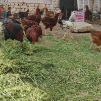 مرغ وخروس رسمی تخم.گوشت|حیوانات مزرعه|زارچ, |دیوار
