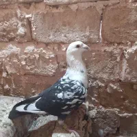 کبوتر بزک کله سفید پلاکی عتیقه