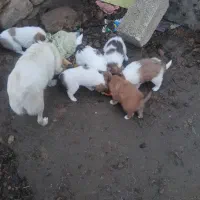 پامر روباهی