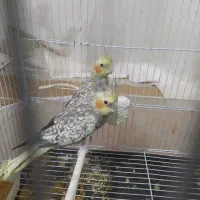 عروس هلندی|پرنده|شیروان (خراسان), |دیوار