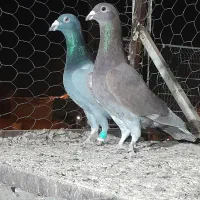 کفتر پلاکی بیرونی