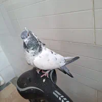 کبوتر نر