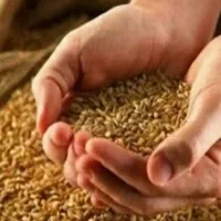 گندم بذری میهن