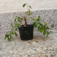 گل بنسای|گل و گیاه طبیعی|شیراز, پودنک|دیوار