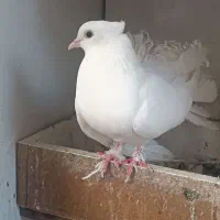 کفتر دم چتری