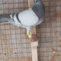 شامی کرمونی سینه