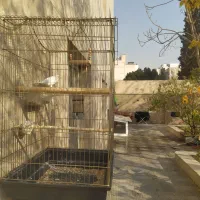 سلام قناری نر خوش صدا معاوز با سهره خاکی