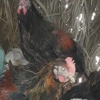 مرغ و خروس محلی‌ چاق برای کشتار|حیوانات مزرعه|کهنوج, |دیوار