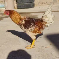 خروس|حیوانات مزرعه|خواف, |دیوار