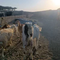میش ونربز|حیوانات مزرعه|تربت جام, پاسداران|دیوار