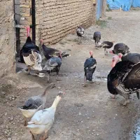 بوقلمون سنگین|حیوانات مزرعه|سرخنکلاته, |دیوار