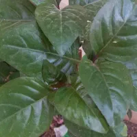 فروش گل های گرمسیری و تولید انواع گل وطراحی باغچه|گل و گیاه طبیعی|میناب, |دیوار