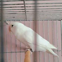 کوتوله ماده|پرنده|مشهد, کوه سنگی|دیوار