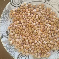 لوبیا چیتی اقلید فارس