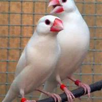 فنچ نرگسی یک جفت آماده به تخم
