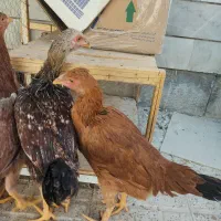 جوجه لاری وبرهما|حیوانات مزرعه|شاهینشهر, گزبرخوار|دیوار