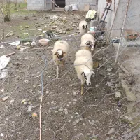 ۴تاگوسفندسرحال سلامت ۱نر۳ماده