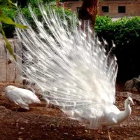 طاووس سفید