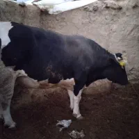 گاو نر هلشتاین