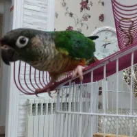 طوطی گیرینچیک سخنگو|پرنده|لنگرود, |دیوار