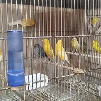 قناری سفید.طلایی.سرخ.پرتقالی برفکی.|پرنده|شیراز, دست خضر|دیوار