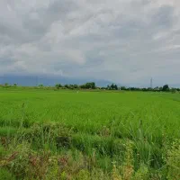 فروش-زمین-مزروعی