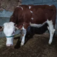 گوساله سمینتال