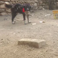 سگ قدرجونی دهن پاک جونوری|سگ|فریدونشهر, |دیوار