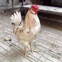 خروس گلین فروش یا معاوضه