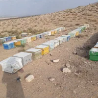 زنبور عسل
