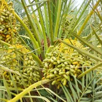فروش-باغ-کشاورزی