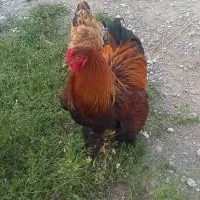 عروسک برهما. گناوه