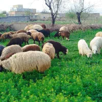 میش بره دار  ،گوسفند،میش،قوچ،بزداشتی