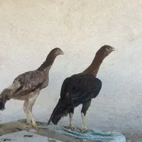 مرغ لاری