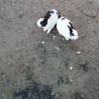 خرگوش|موش و خرگوش|سیمین شهر, |دیوار