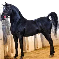 اسب