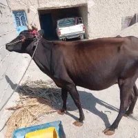 گاو خیلی آرام وگوساله خوش رنگ|حیوانات مزرعه|سیب و سوران, |دیوار