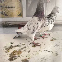 یک جفت سرور