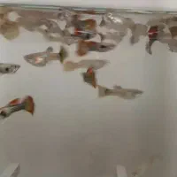 ماهی گوپی و دمشمیری و آکواریوم و لوازمش|ماهی|نجف‌آباد, امیرآباد|دیوار